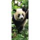 Panda vlies poszter, fotótapéta 10238VET /91x211 cm/