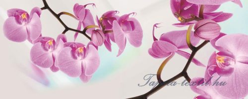 Orchidea vlies poszter, fotótapéta 116VEP /250x104 cm/