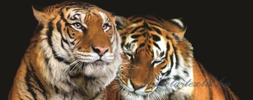 Tigrisek poszter, fotótapéta 130VEP /250x104 cm/