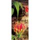 Red lilies öntapadós poszter, fotótapéta 1393KT /91x211 cm/