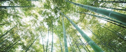 Bambusz erdő vlies poszter, fotótapéta 150VEP /250x104 cm/