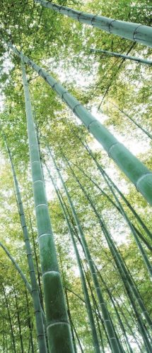 Bambusz erdő vlies poszter, fotótapéta 150VET /91x211 cm/