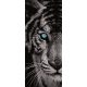 Tigris vlies poszter, fotótapéta 153VET /91x211 cm/