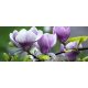 Magnolia poszter, fotótapéta 160VEP /250x104 cm/