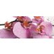 Orchidea poszter, fotótapéta 184VEP /250x104 cm/