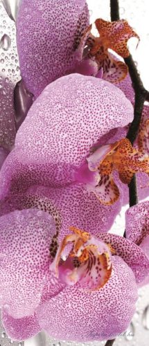 Orchidea vlies poszter, fotótapéta 184VET /91x211 cm/