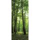 Erdő vlies poszter, fotótapéta 186VET /0,91x211 cm/