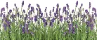 Levendula poszter, fotótapéta (250 cm x 104 xm)