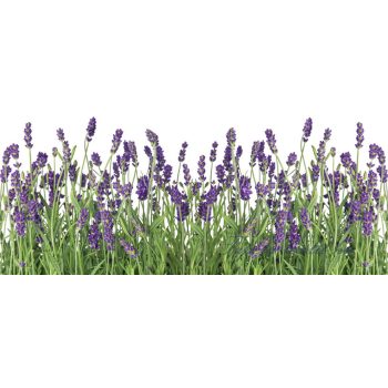 Levendula vlies poszter, fotótapéta 2174VEP /250x104 cm/