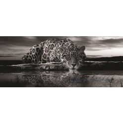 Jaguár poszter, fotótapéta 218VEP /250x104 cm/