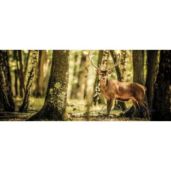   Szarvas az erdőben poszter, fotótapéta 2286VEP /250x104 cm/