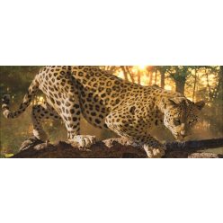 Jaguár poszter, fotótapéta 242VEP /250x104 cm/