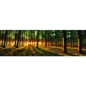 Erdő vlies poszter, fotótapéta 2647VEEXXXL /832x254 cm/