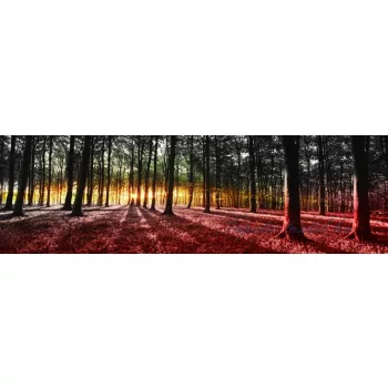 Erdő vlies poszter, fotótapéta 2648VEEXXXL /832x254 cm/