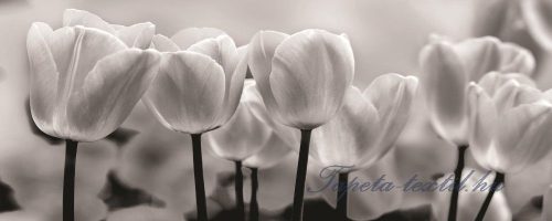 Tulipánok vlies poszter, fotótapéta 287VEP /250x104 cm/