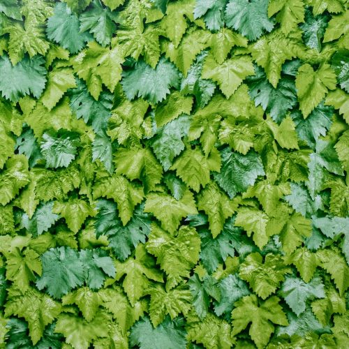 Gekkofix LEAVES öntapadós tapéta 90 cm x 2 m