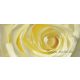 Rózsa vlies poszter, fotótapéta 660VEP /250x104 cm/