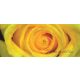 Rózsa vlies poszter, fotótapéta 661VEP /250x104 cm/