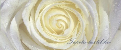 Fehér-sárga rózsa vlies poszter, fotótapéta 663VEP /250x104 cm/