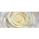 Fehér-sárga rózsa vlies poszter, fotótapéta 663VEP /250x104 cm/