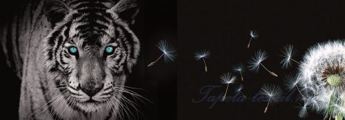 Tigris és pitypang vlies poszter, fotótapéta 792VEEXXL /624x219 cm/