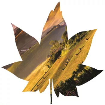   Levél formájú vlies poszter, fotótapéta 905VEZ6 /208x208 cm/