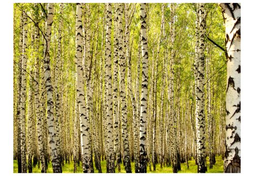 Fotótapéta - Nyírfa erdőben, 200x154 cm