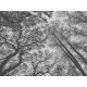 Fotótapéta, Sötétedik az erdőben, Prémium, 371x280 cm