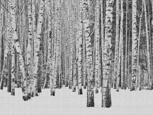 Fotótapéta, Nyírfa erdő, Prémium, 371x280 cm