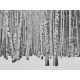 Fotótapéta, Nyírfa erdő, Prémium, 371x280 cm