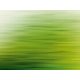 Fotótapéta, Sárguló zöld, Prémium, 371x280 cm