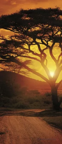 Afrika öntapadós poszter, fotótapéta (91 x 211 cm)