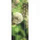 Pitypang poszter, fotótapéta (91 x 211 cm)