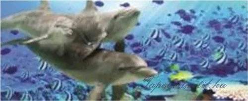 Delfinek poszter, fotótapéta (250 x 104 cm)