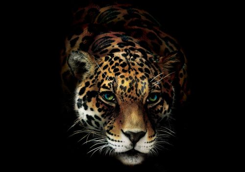 Tigris poszter, fotótapéta, Vlies (520 x 318 cm)
