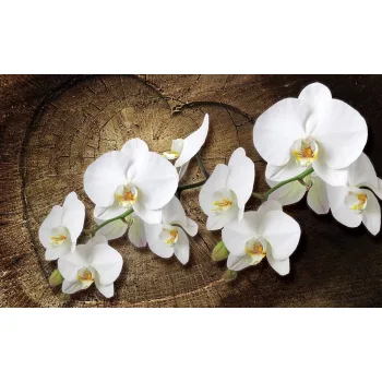 Orchidea poszter, fotótapéta
