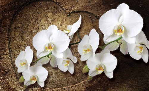 Orchidea poszter, fotótapéta Vlies (254 x 184 cm)