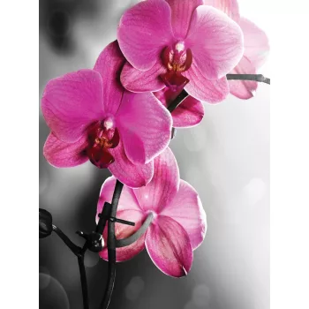 Orchideák poszter, fotótapéta (184 x 254 cm)