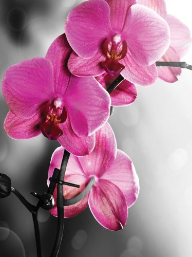 Orchideák poszter, fotótapéta, Vlies  (184x254 cm, álló)