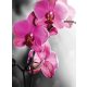 Orchideák poszter, fotótapéta, Vlies  (184x254 cm, álló)