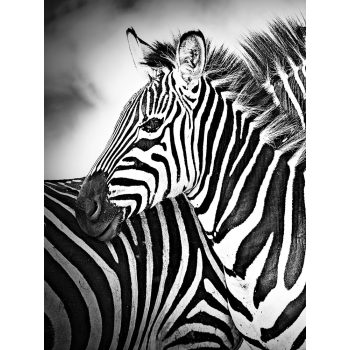 Zebrák poszter, fotótapéta, Vlies (184x254 cm, álló)
