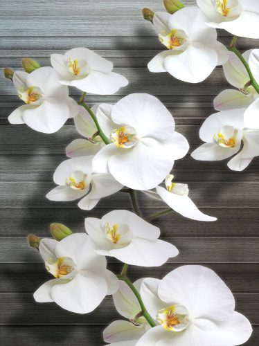 Orchidea poszter, fotótapéta, Vlies  (184x254 cm, álló)