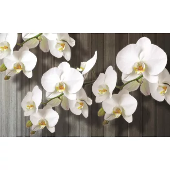 Orchidea poszter, fotótapéta