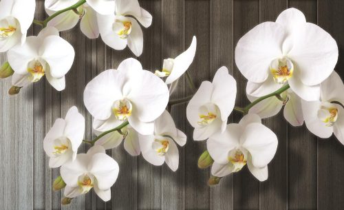 Orchidea poszter, fotótapéta Vlies (312 x 219 cm)