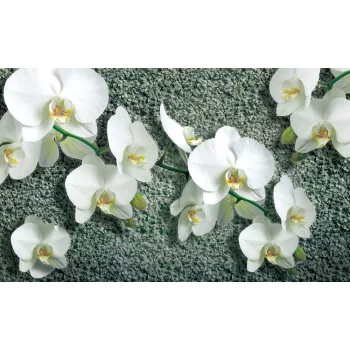 Orchidea poszter, fotótapéta