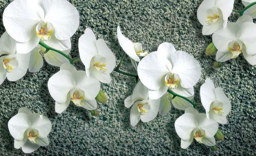 Orchidea poszter, fotótapéta, Vlies (416 x 254 cm)