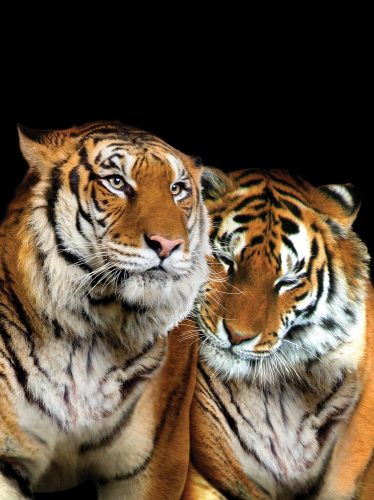 Tigrisek poszter, fotótapéta, Vlies  (206x275 cm, álló)