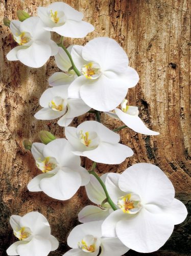 Orchidea poszter, fotótapéta, Vlies  (184x254 cm, álló)