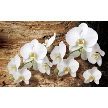 Orchidea poszter, fotótapéta