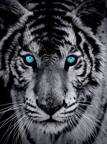 Tigris poszter, fotótapéta, Vlies  (184x254 cm, álló)